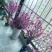 干枝杜鹃花