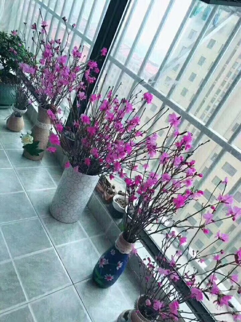 干枝杜鹃花