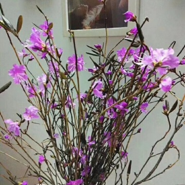 干枝杜鹃花