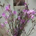 干枝杜鹃花