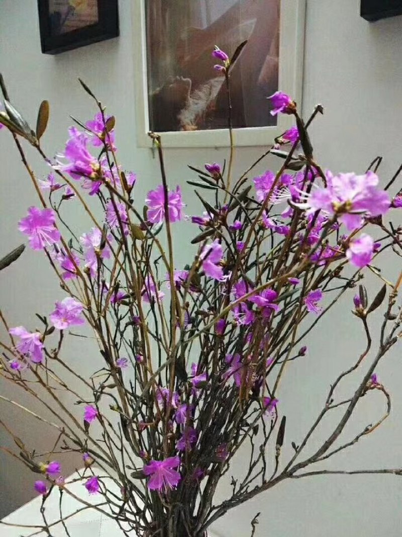 干枝杜鹃花