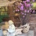 干枝杜鹃花