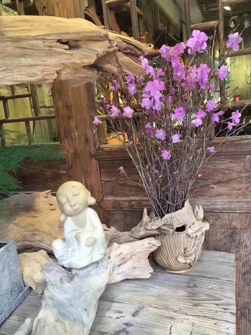 干枝杜鹃花