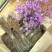 干枝杜鹃花