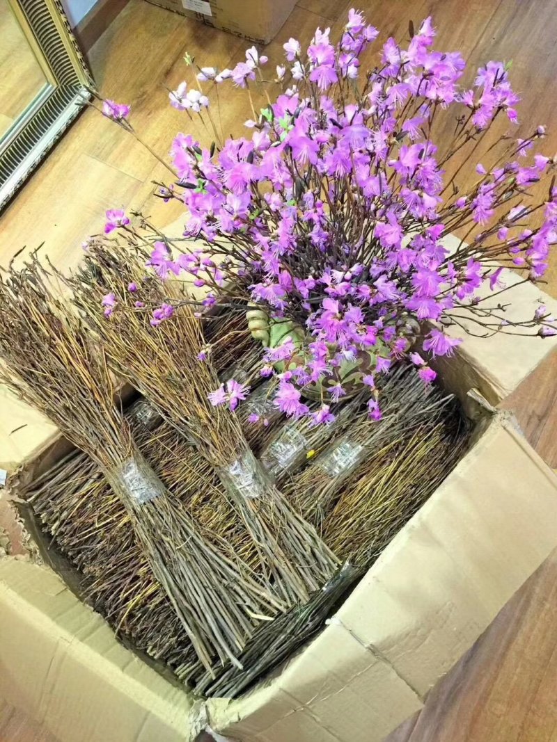 干枝杜鹃花