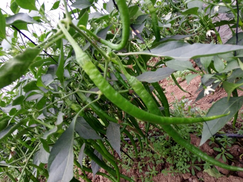 鲜辣椒线椒