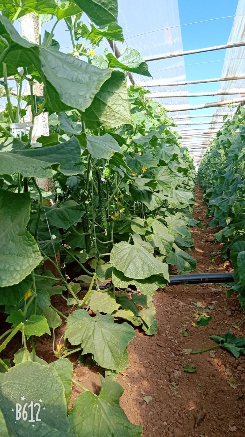 5万亩元谋精品密刺黄瓜开始接受定棚，精品货可发全国，