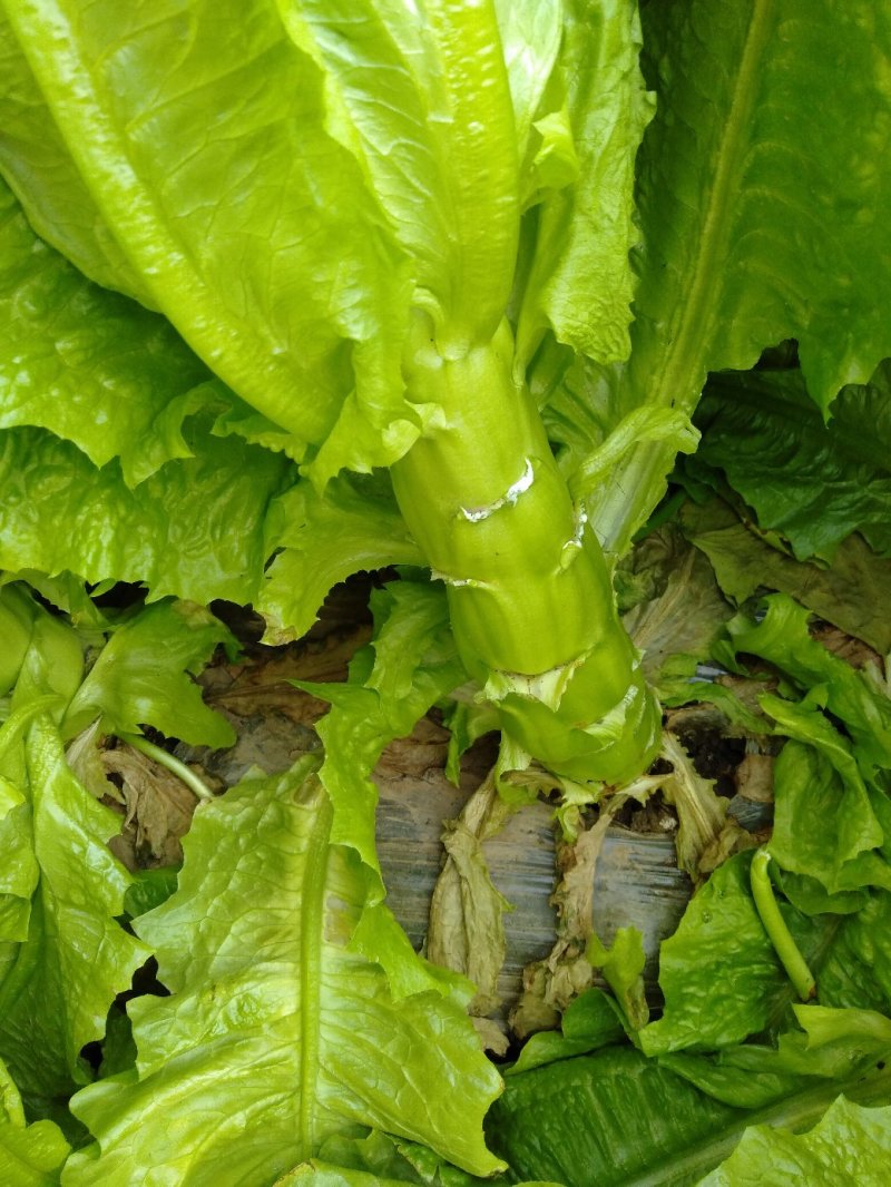 莴苣