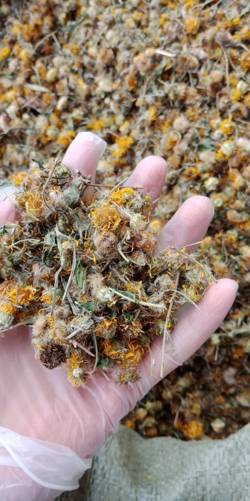 旋复花旋覆花金钱菊花伏花中药材批发零售各种规格中药材