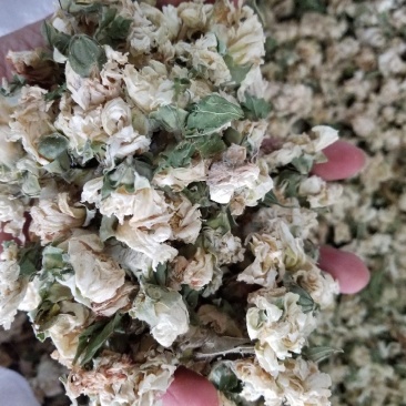 木槿花白锦花