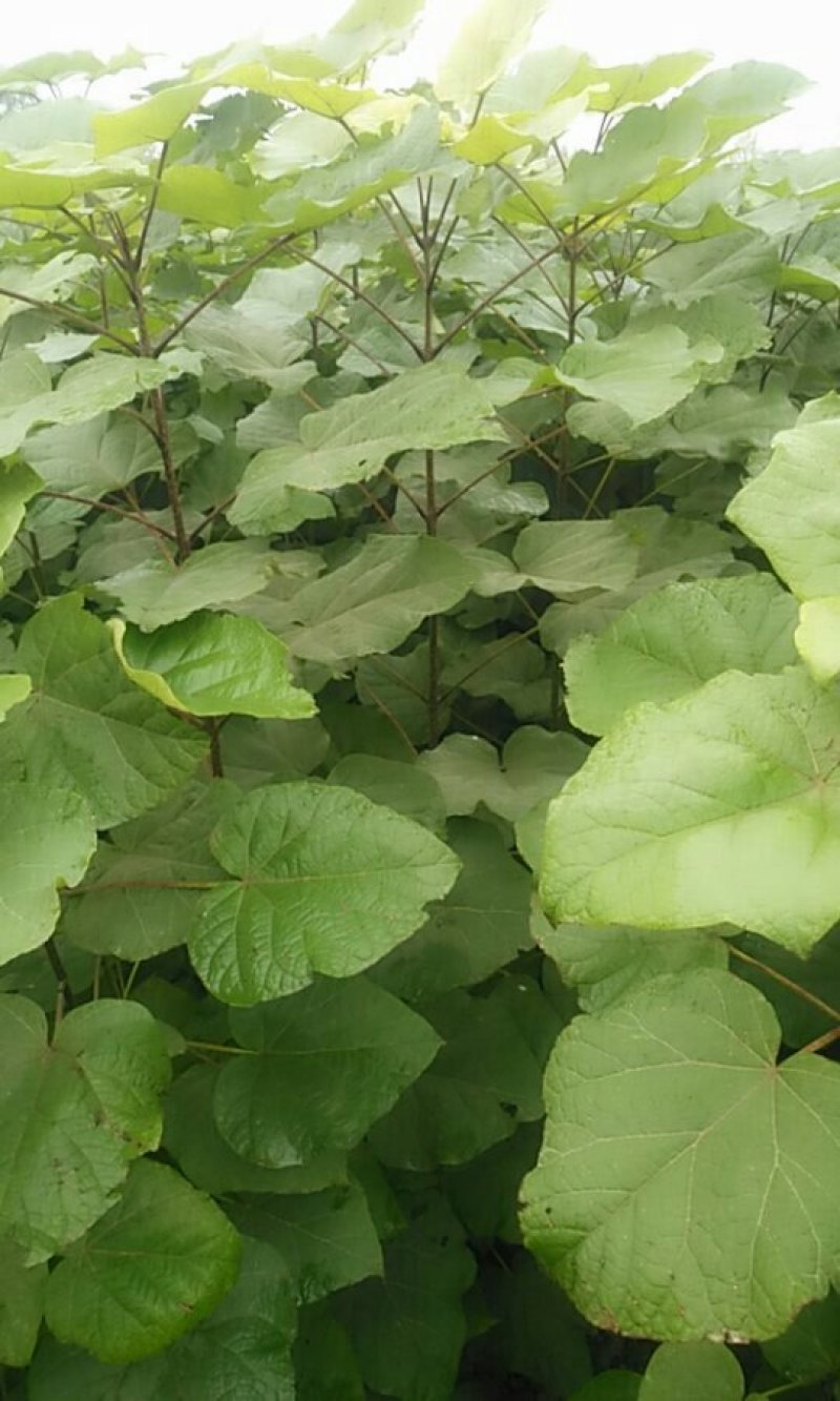 梓树苗