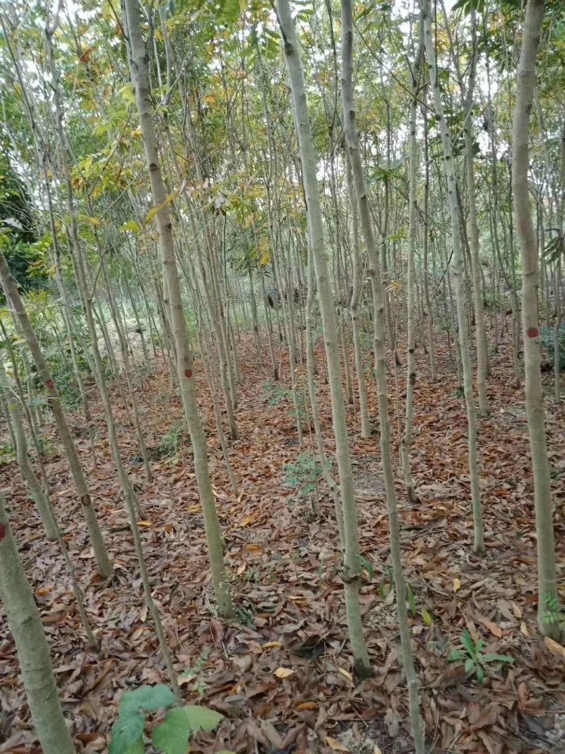 无患子，当年小苗批发。