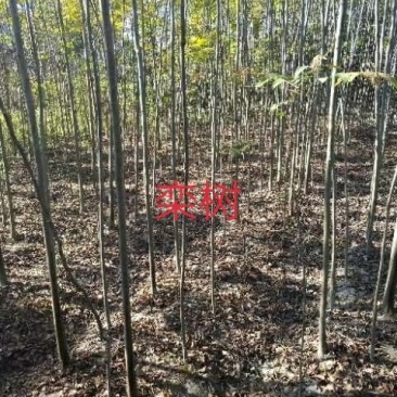 绿化苗木