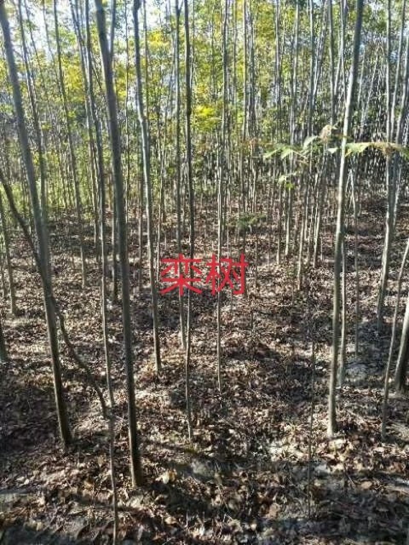 绿化苗木