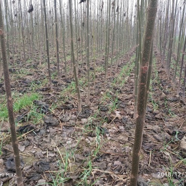 大量供应优质桐树苗，各种规格