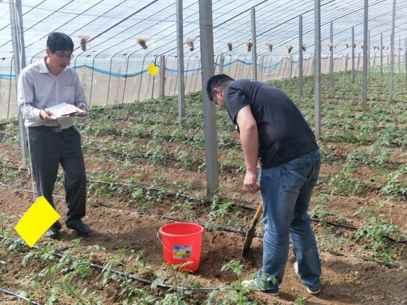 合作社供应无公害西红柿！千禧，粉贝贝，彩色西红柿…