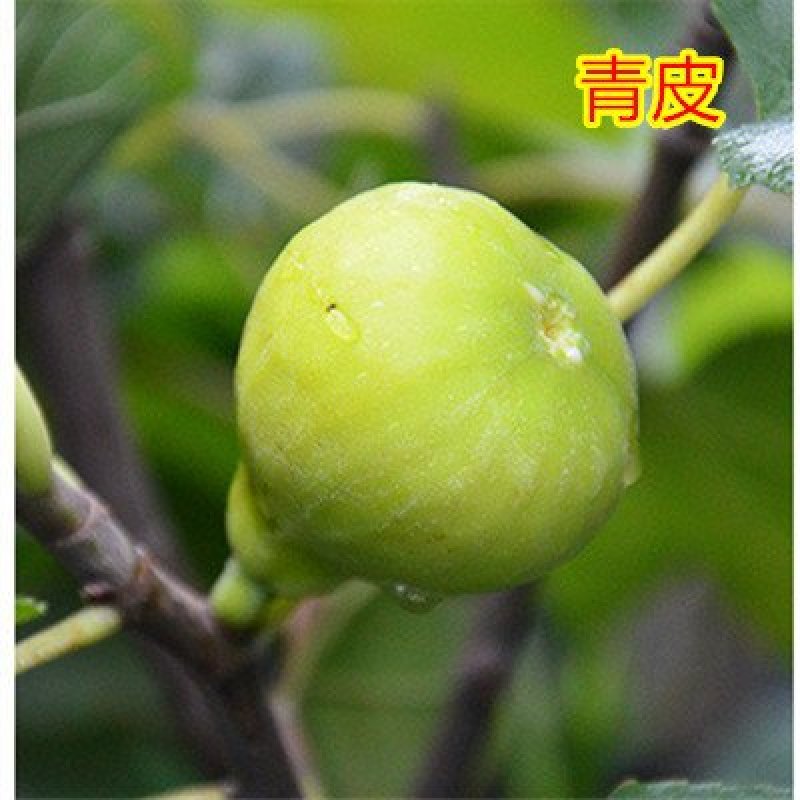 无花果苗青皮波姬红砂糖品种齐全，当年结果