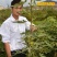 无花果苗青皮波姬红砂糖品种齐全，当年结果