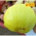 无花果苗青皮波姬红砂糖品种齐全，当年结果