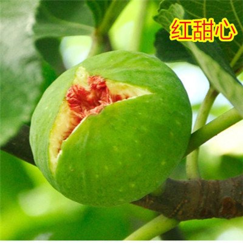 无花果苗青皮波姬红砂糖品种齐全，当年结果
