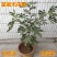 无花果苗青皮波姬红砂糖品种齐全，当年结果