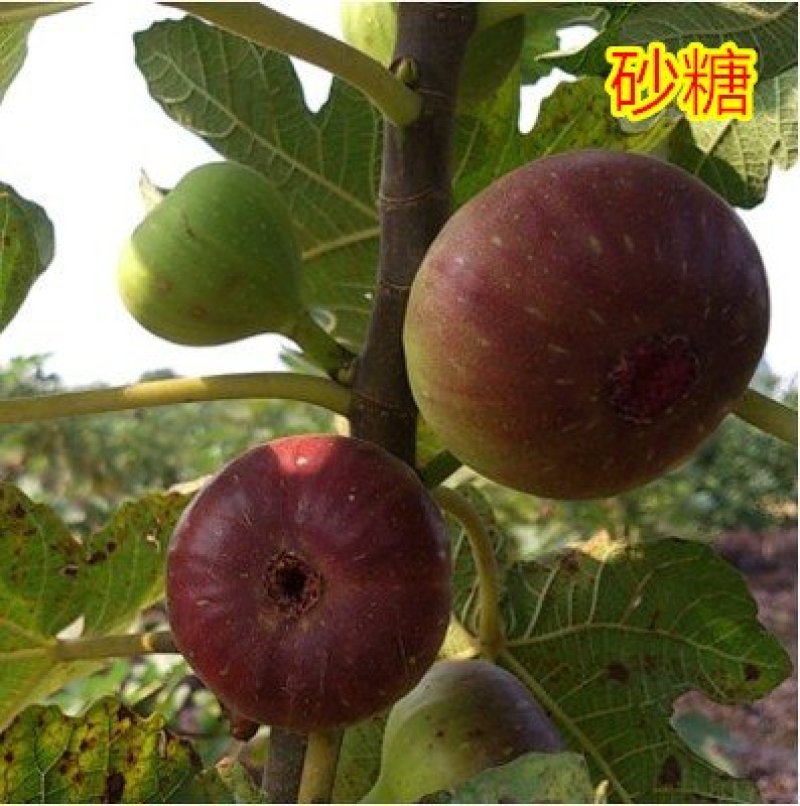 无花果苗青皮波姬红砂糖品种齐全，当年结果