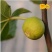 无花果苗青皮波姬红砂糖品种齐全，当年结果