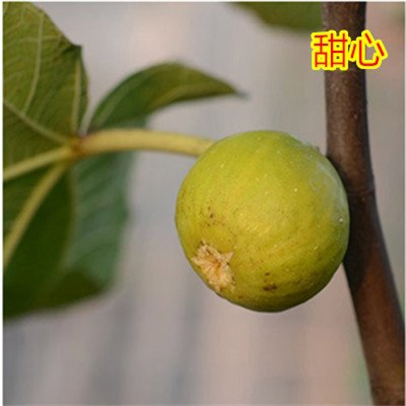 无花果苗青皮波姬红砂糖品种齐全，当年结果