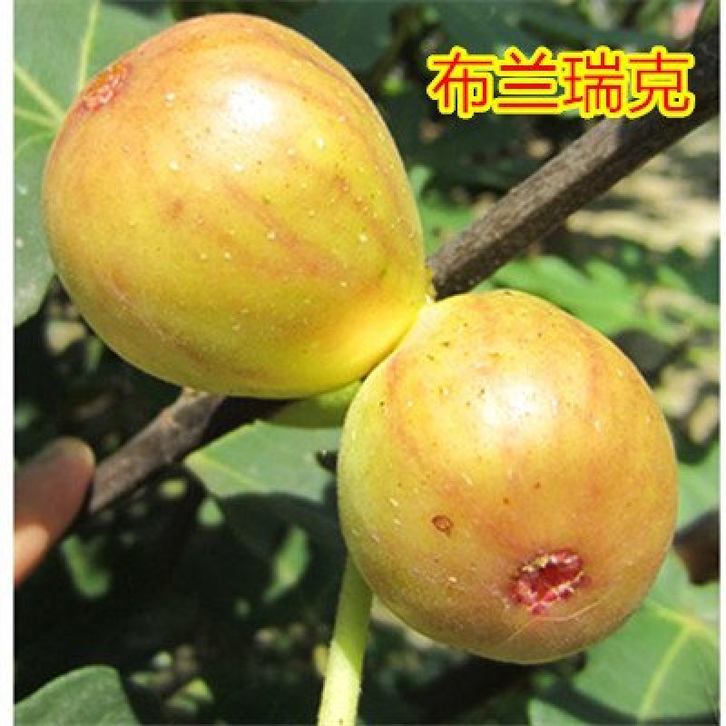 无花果苗青皮波姬红砂糖品种齐全，当年结果