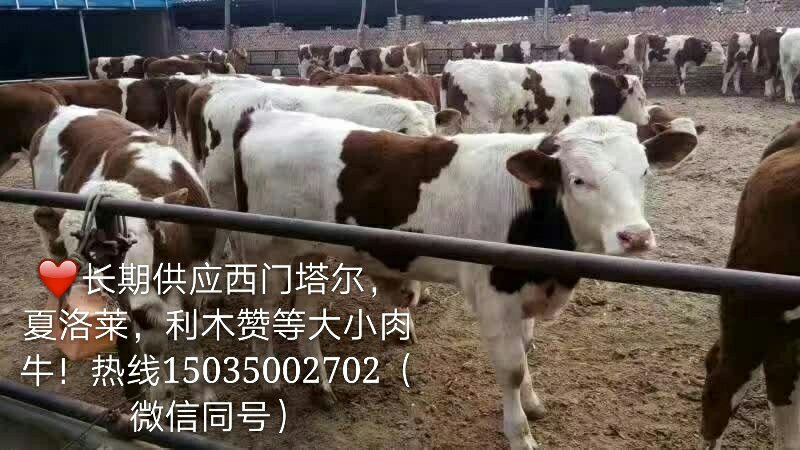 长期出售优质肉牛，奶牛