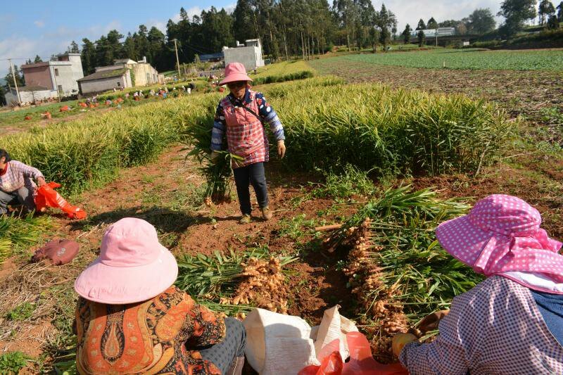 【荐】低硫干姜片火爆畅销中常年供应产地直销重在品质