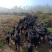 高山放养的原生态黑山羊