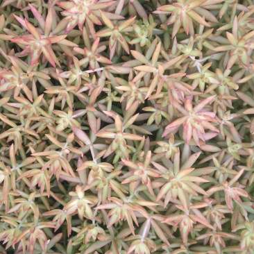 多肉植物