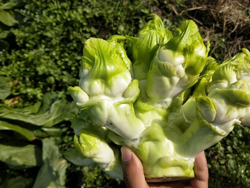 儿菜-2019儿菜大量上市