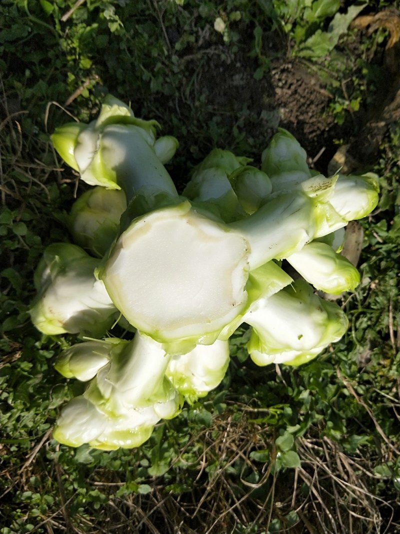 儿菜-2019儿菜大量上市