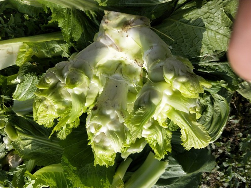 儿菜-2019儿菜大量上市