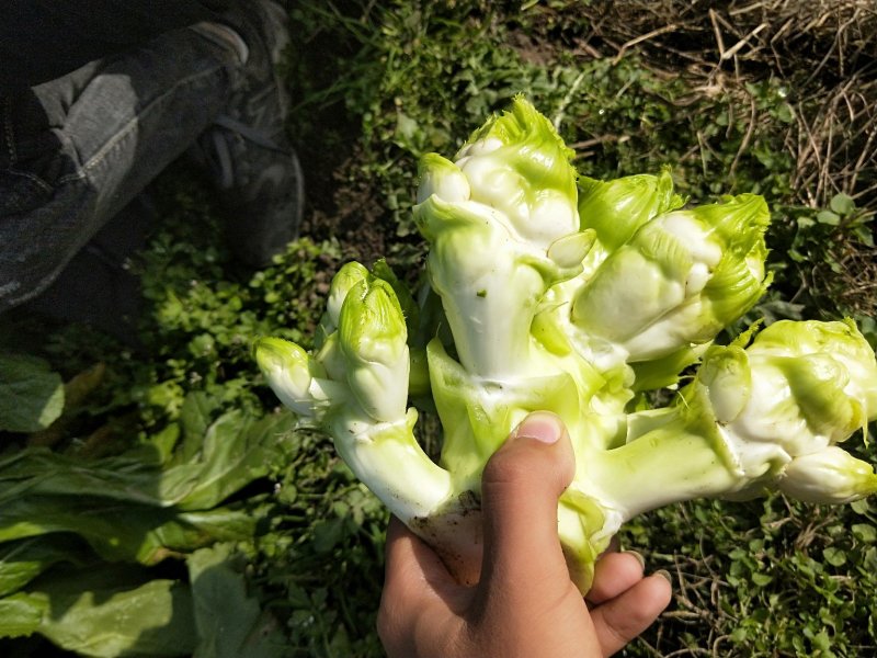 儿菜-2019儿菜大量上市