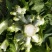 儿菜-2019儿菜大量上市