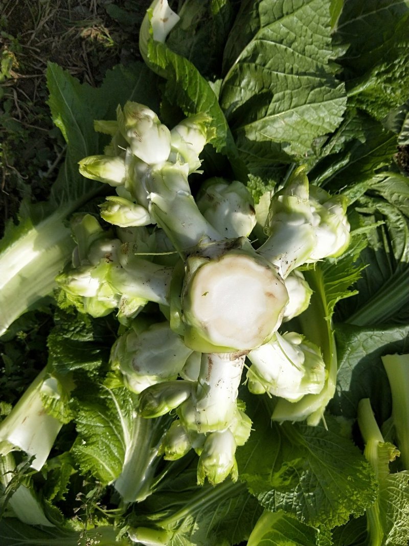 儿菜-2019儿菜大量上市
