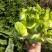 儿菜-2019儿菜大量上市