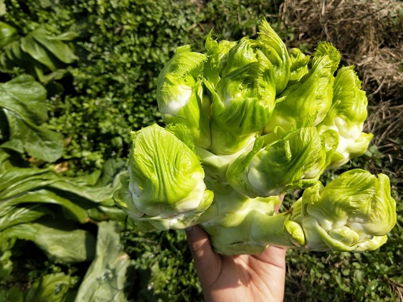 儿菜-2019儿菜大量上市