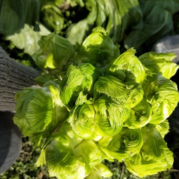儿菜-2019儿菜大量上市