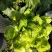 儿菜-2019儿菜大量上市