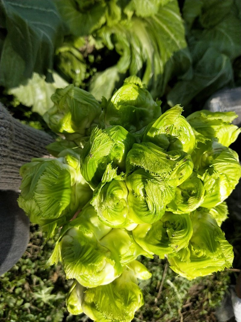儿菜-2019儿菜大量上市
