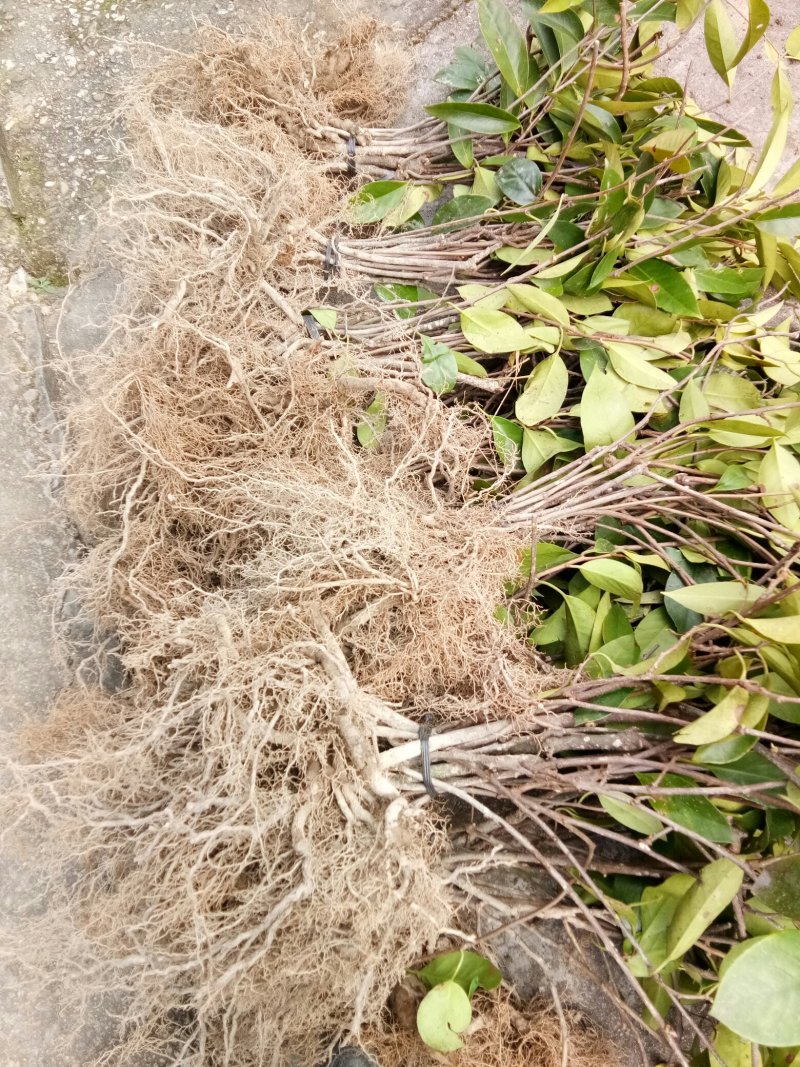 布福娜苗黑老虎大苗结果苗