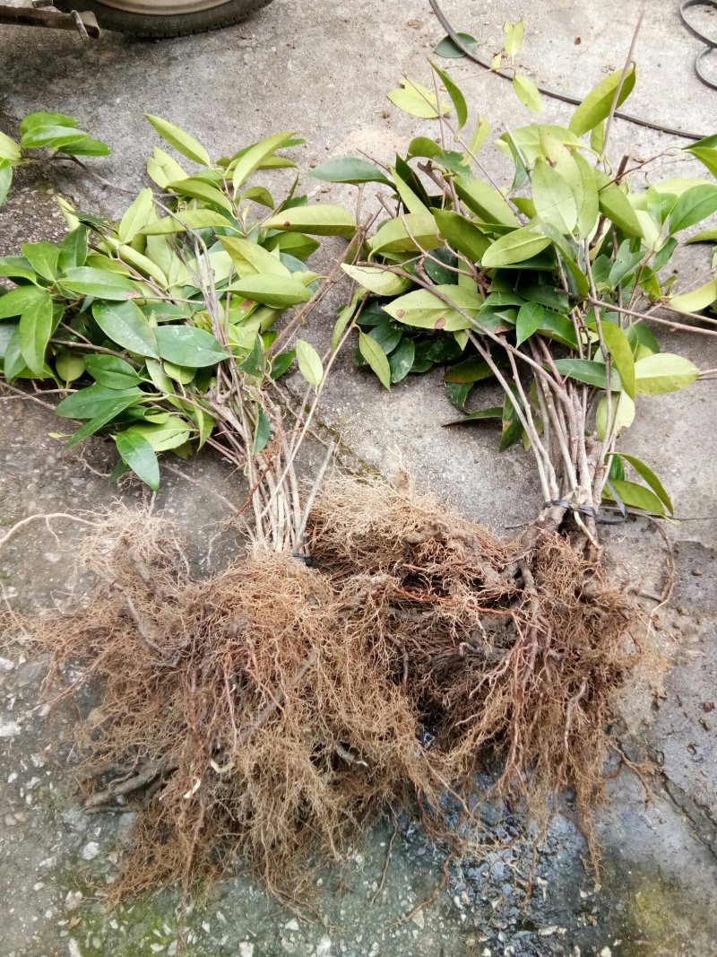 布福娜苗黑老虎大苗结果苗