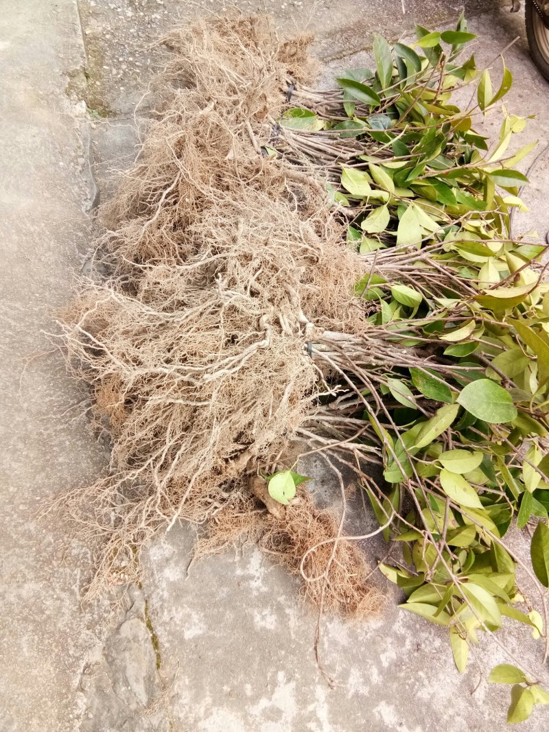 布福娜苗黑老虎大苗结果苗