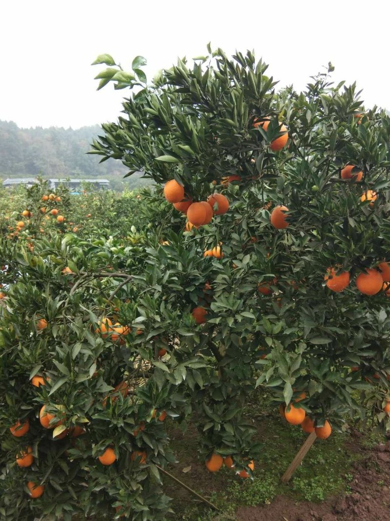 金堂脐橙自家无中间商（产地直发现采现发）四川脐橙直销