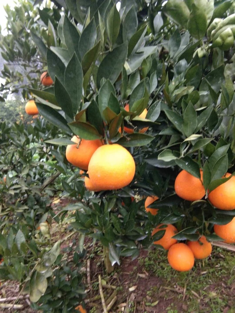 金堂脐橙自家无中间商（产地直发现采现发）四川脐橙直销