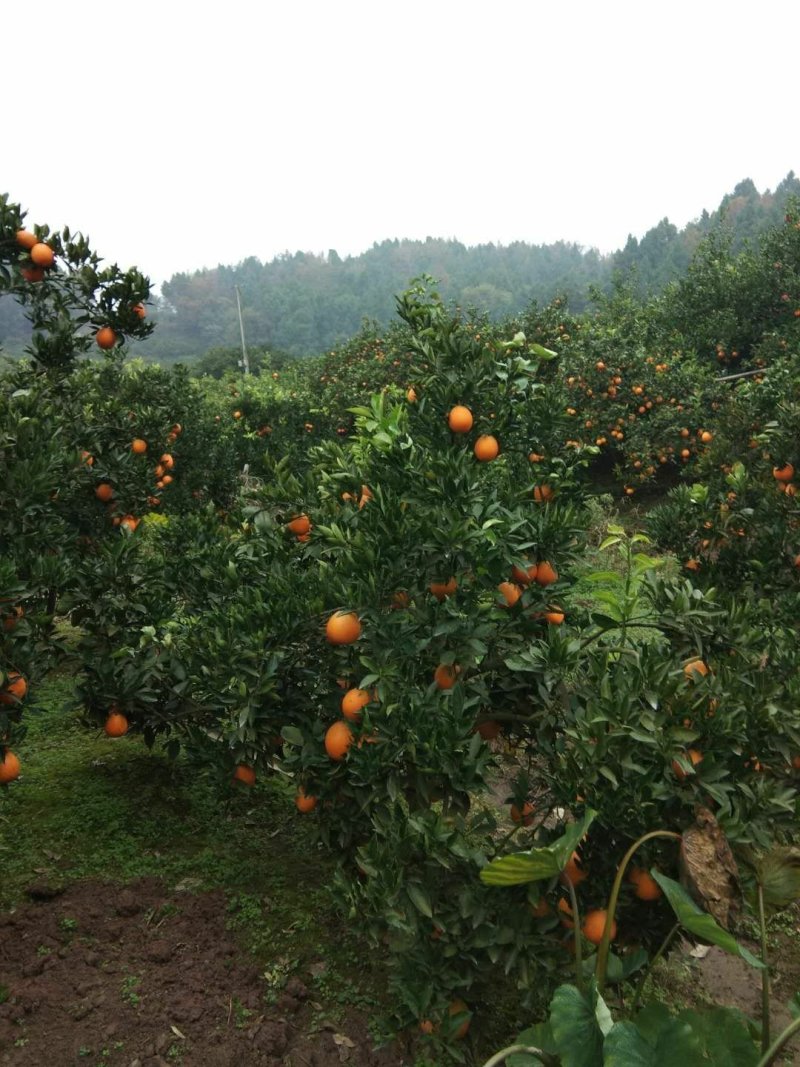 金堂脐橙自家无中间商（产地直发现采现发）四川脐橙直销